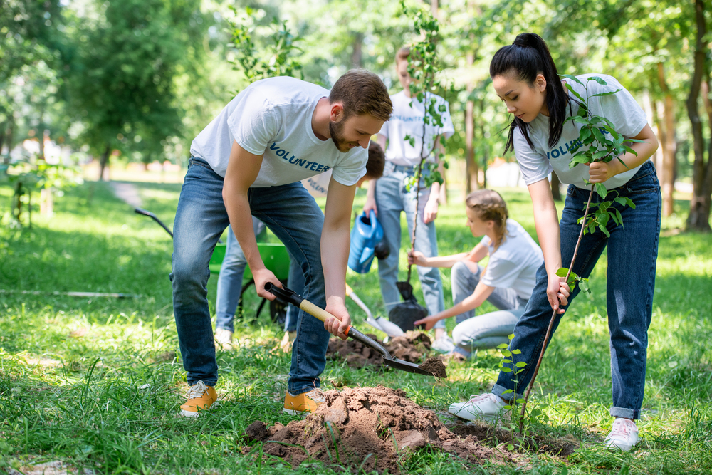 Group of young volunteers wearing white shirts and jeans planting trees in a sunny park. Two people dig with spades in the foreground, while others work and hold saplings in the background.