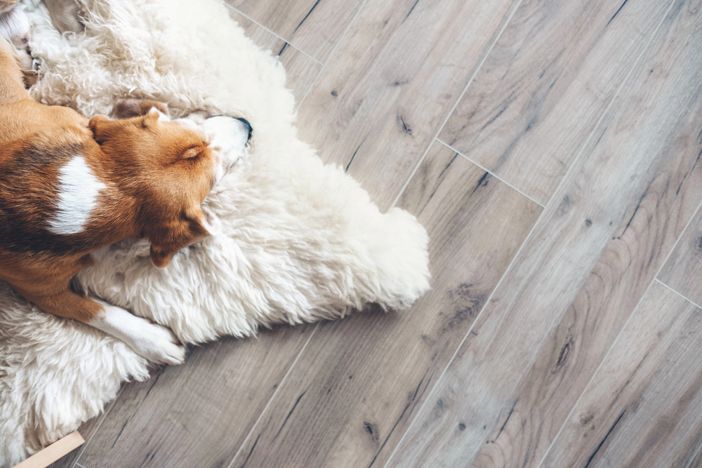 A brown and white dog is lying on a fluffy white rug, resting its head, on a wooden floor. The image is taken from above, showing only part of the dog's body.