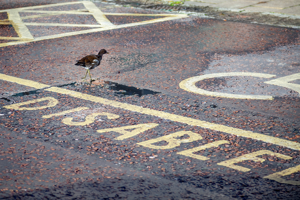 A small bird walks across a wet, textured road surface with the word DISABLED painted in yellow, indicating a disabled parking bay.