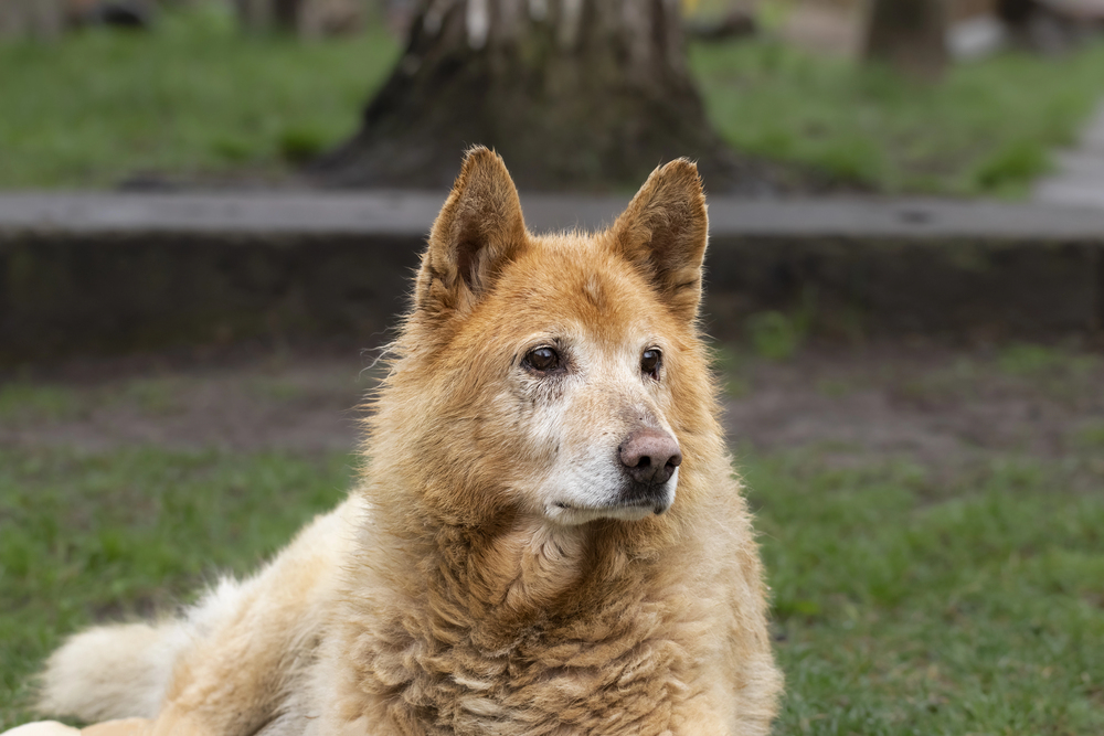 A fluffy, golden-brown dog with pointed ears lies on green grass, looking alertly to the side. A tree trunk and blurred background are visible behind the dog.