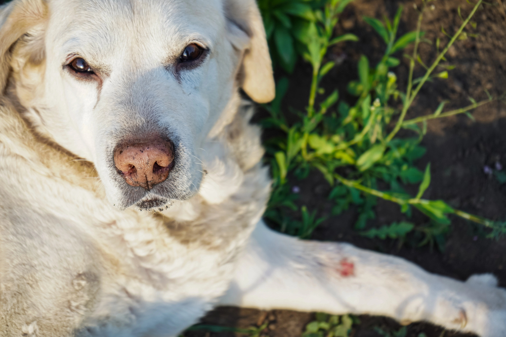 A close-up of a light-coloured dog lying on the ground outdoors, looking up towards the camera. There is a small wound visible on its front leg. Green plants are in the background.