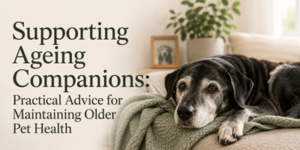 An older dog rests on a cosy sofa beside text that reads: Supporting Ageing Companions: Practical Advice for Maintaining Older Pet Health.