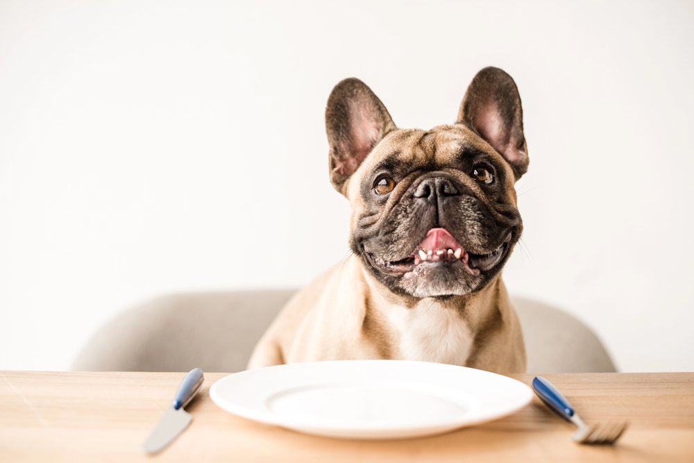 A French bulldog sitting at a dining table behind an empty plate with a knife and fork.