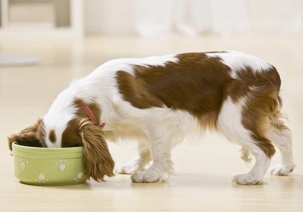 A brown and white spaniel eats from a light green dog bowl on a wooden floor.