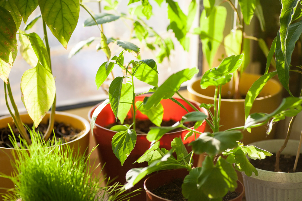 Several potted plants, including a patch of tall grass and leafy green seedlings, sitting on a sunlit windowsill.