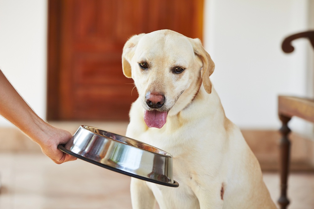 A person holds a metal food bowl towards a yellow Labrador retriever.