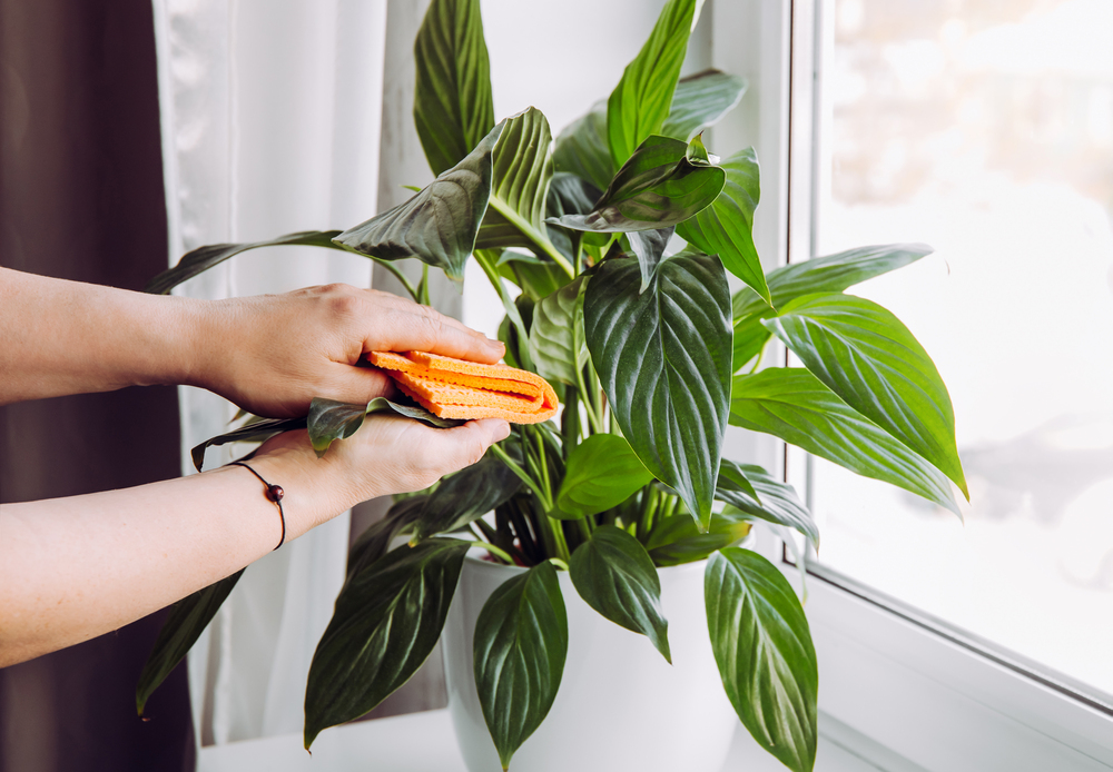 A pair of hands using an orange cloth to wipe the leaves of a peace lily in a white pot.