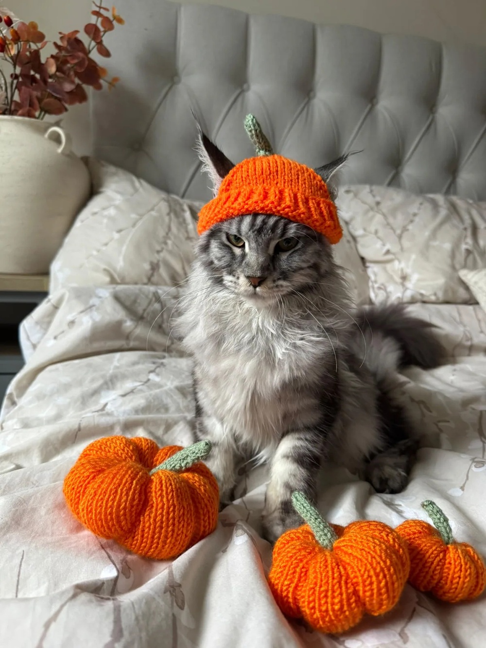 A fluffy grey cat wears a small orange knitted pumpkin hat whilst sitting on a bed with three knitted pumpkins, a perfect scene for a Halloween Gift Guide.